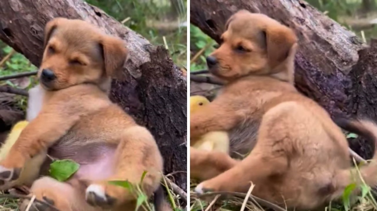 Cucciolo di cane protegge gli anatroccoli