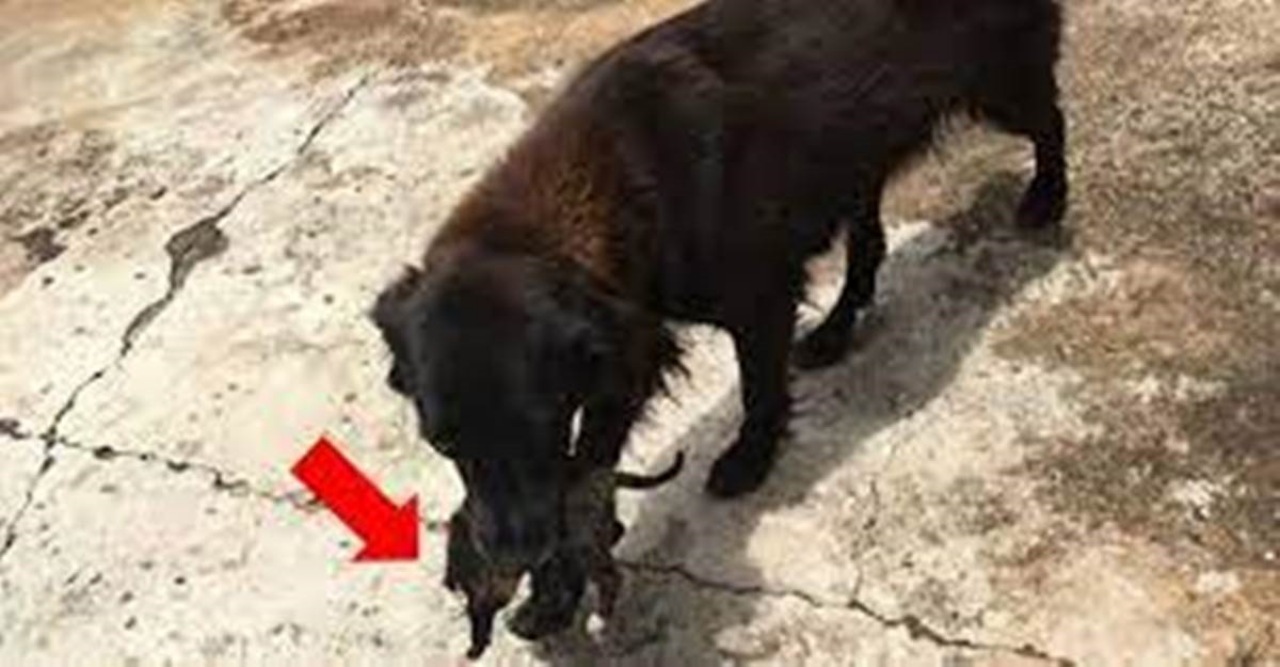 Cucciolo gettato nella spazzatura salvato da un cane randagio