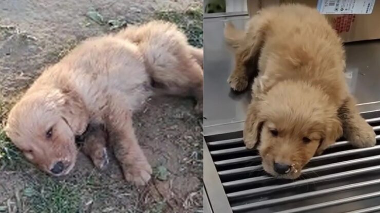 Cucciolo sdraiato nel parco