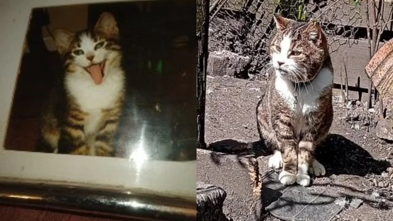 Gatto ritrovato dopo 12 anni