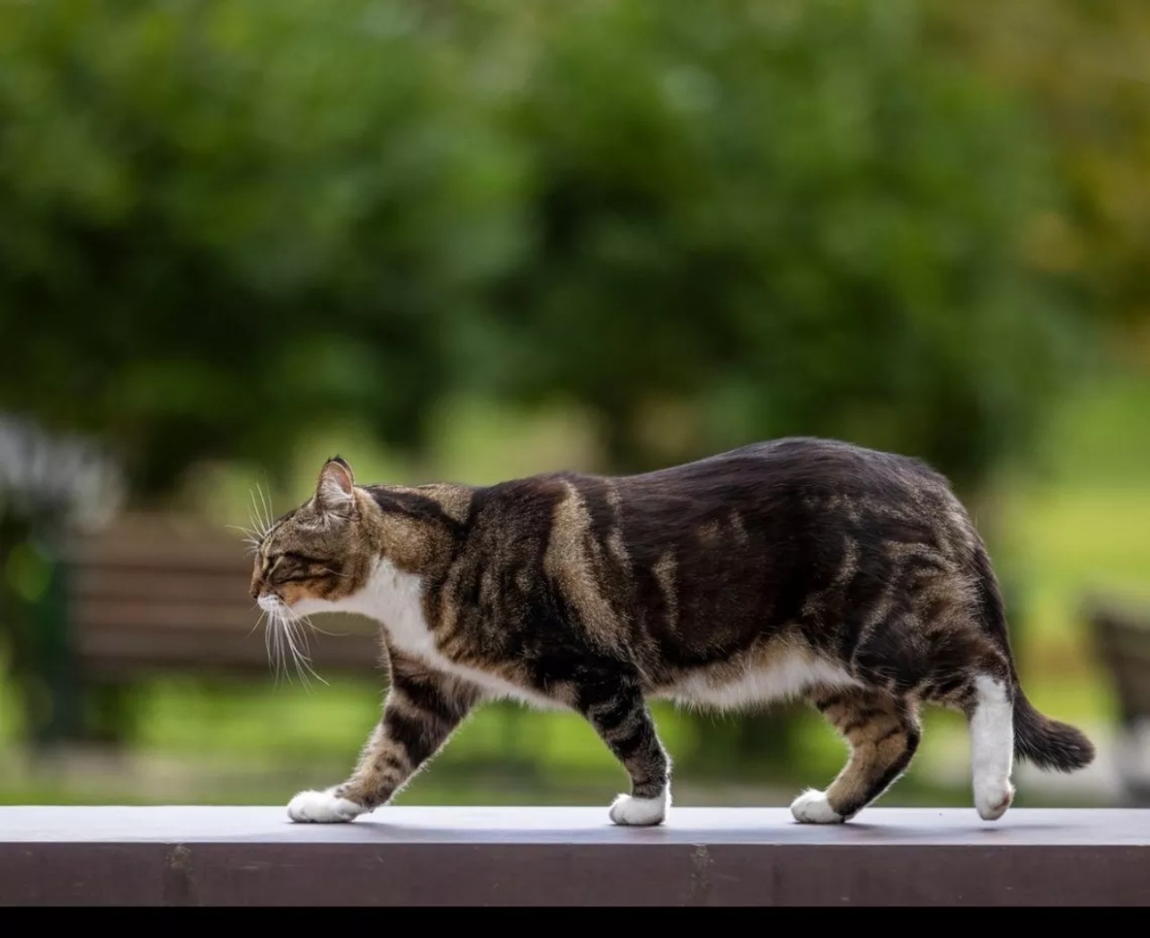 Gatto dottorato in Litter-ature