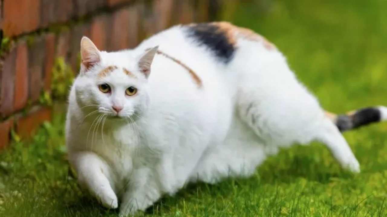 Gatto obeso perde peso