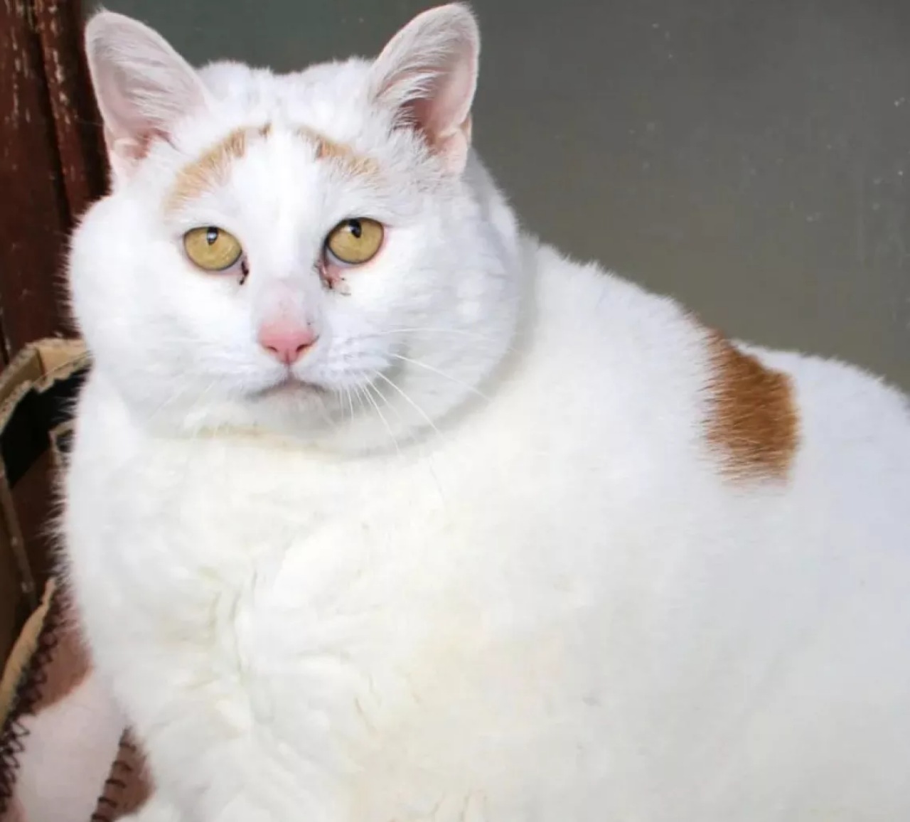 Gatto obeso perde peso