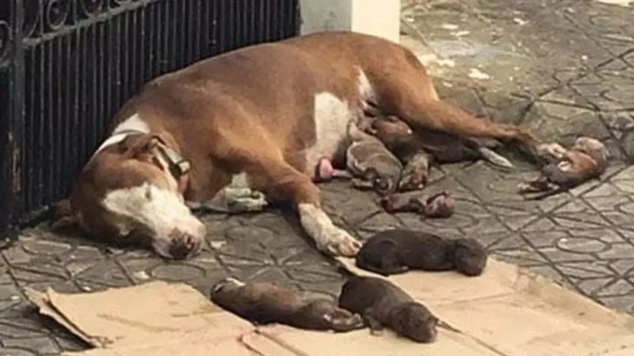 Mamma cane partorisce per strada