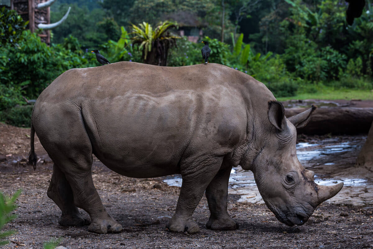 Rinoceronte di Giava: specie quasi estinta