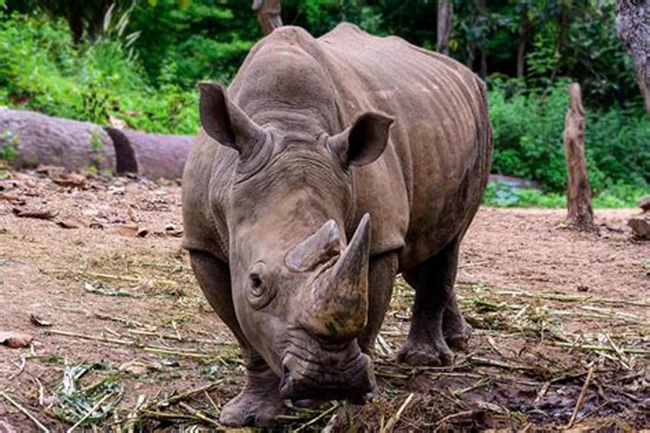 Rinoceronte di Giava: specie quasi estinta
