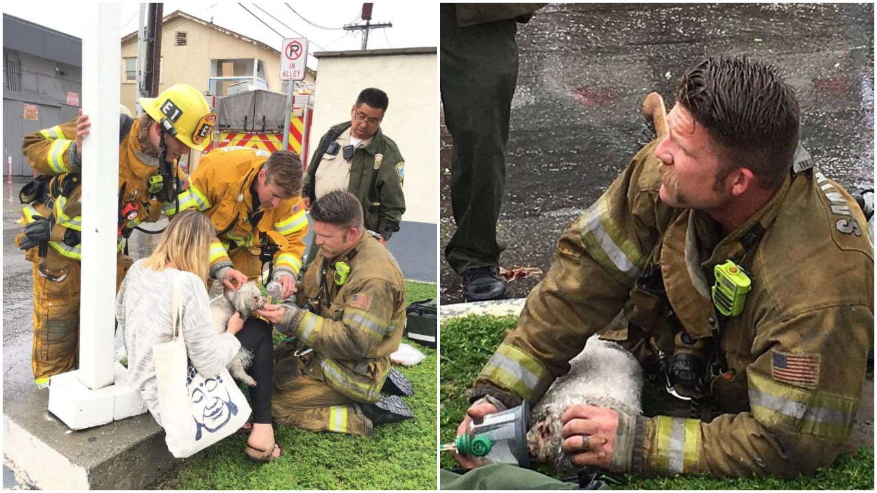Vigile del fuoco salva un cucciolo durante un incendio