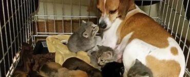 Cagnolina adotta gattini orfani
