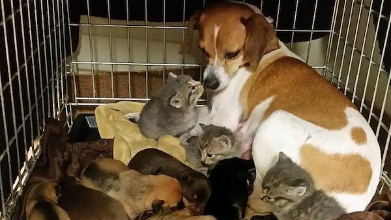 Cagnolina adotta gattini orfani