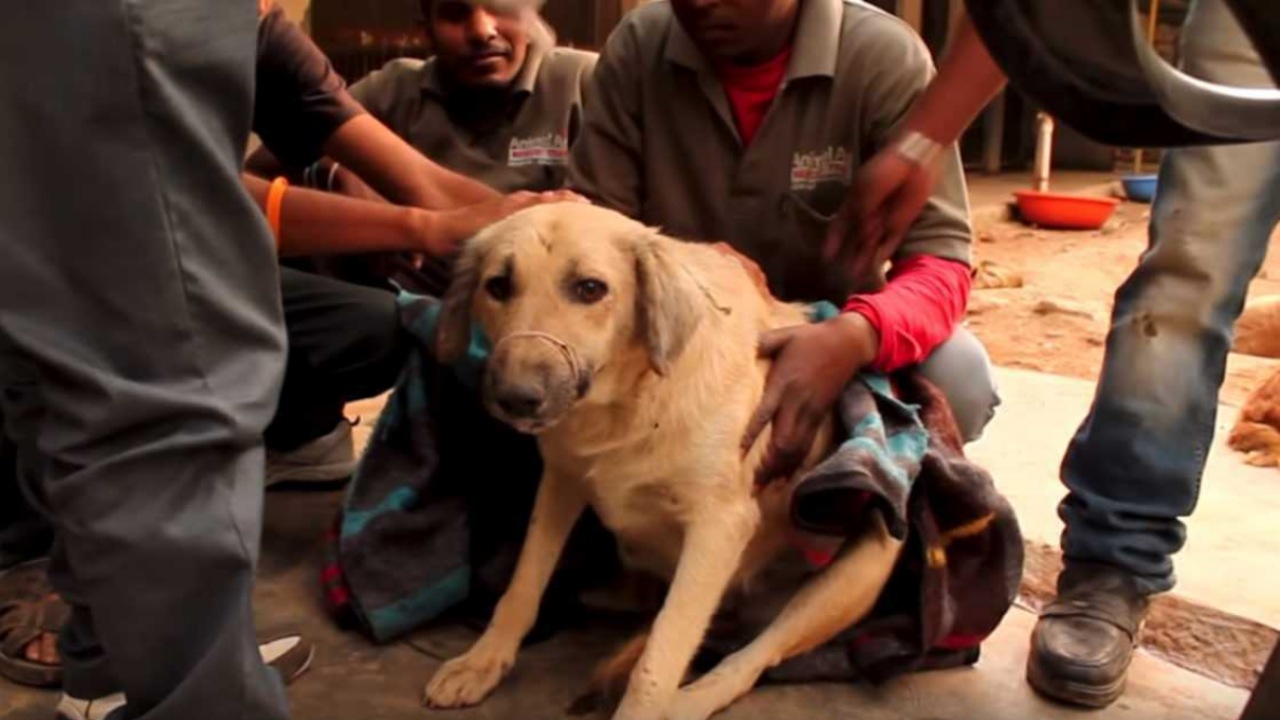 Cagnolina incinta aggredita da altri animali