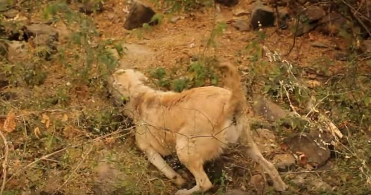 Cagnolina incinta aggredita da altri animali