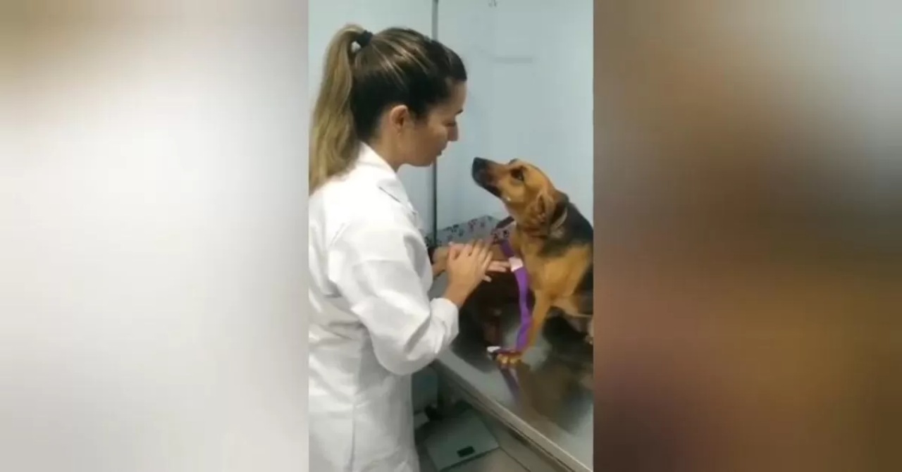 Cagnolina innamorata della veterinaria
