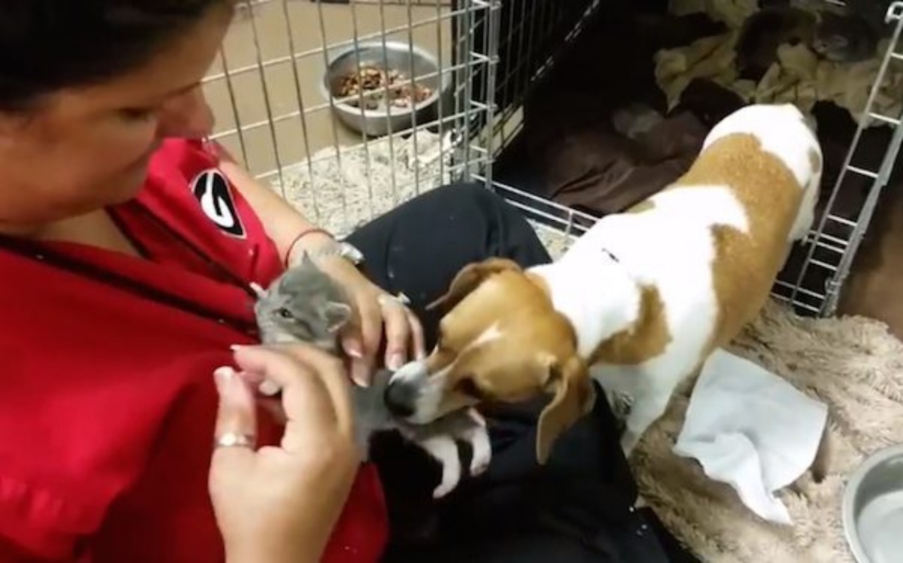 Cagnolina adotta gattini orfani