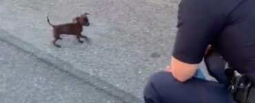 Cagnolino segue i poliziotti