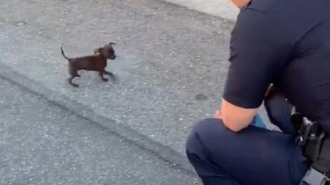 Cagnolino segue i poliziotti