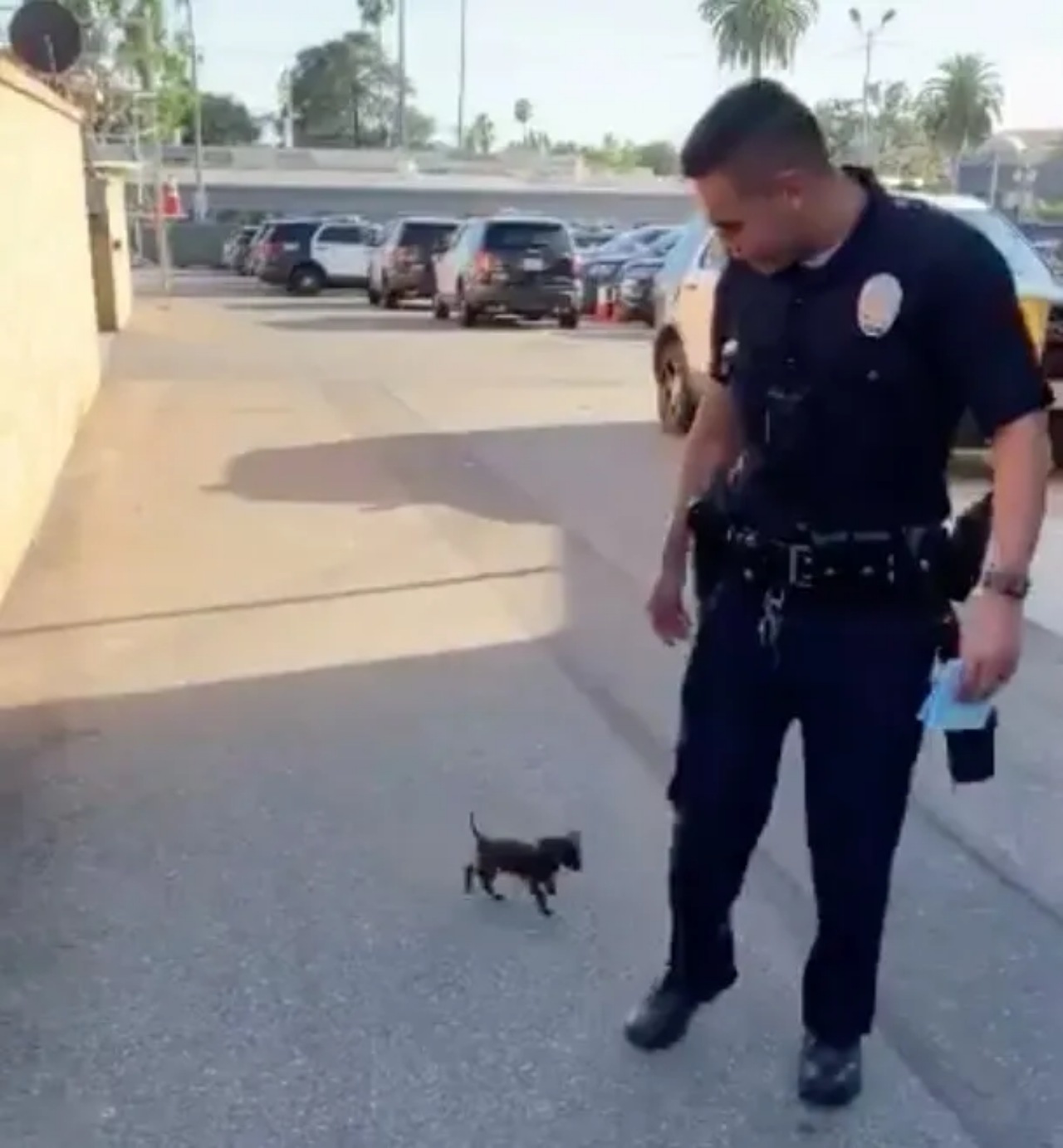 Cagnolino segue i poliziotti