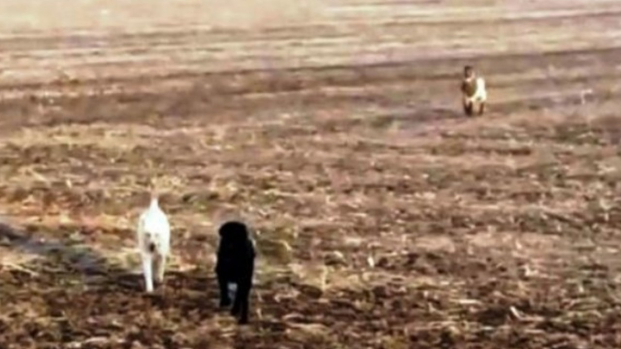 Cane torna con due amici