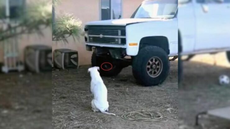 Cane fissa il camion in panne