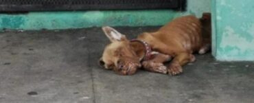 Cane abbandonato alla stazione di servizio