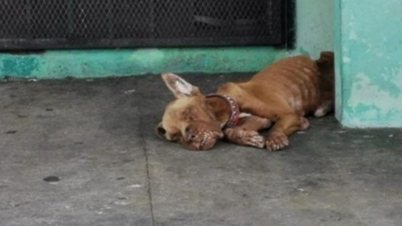 Cane abbandonato alla stazione di servizio