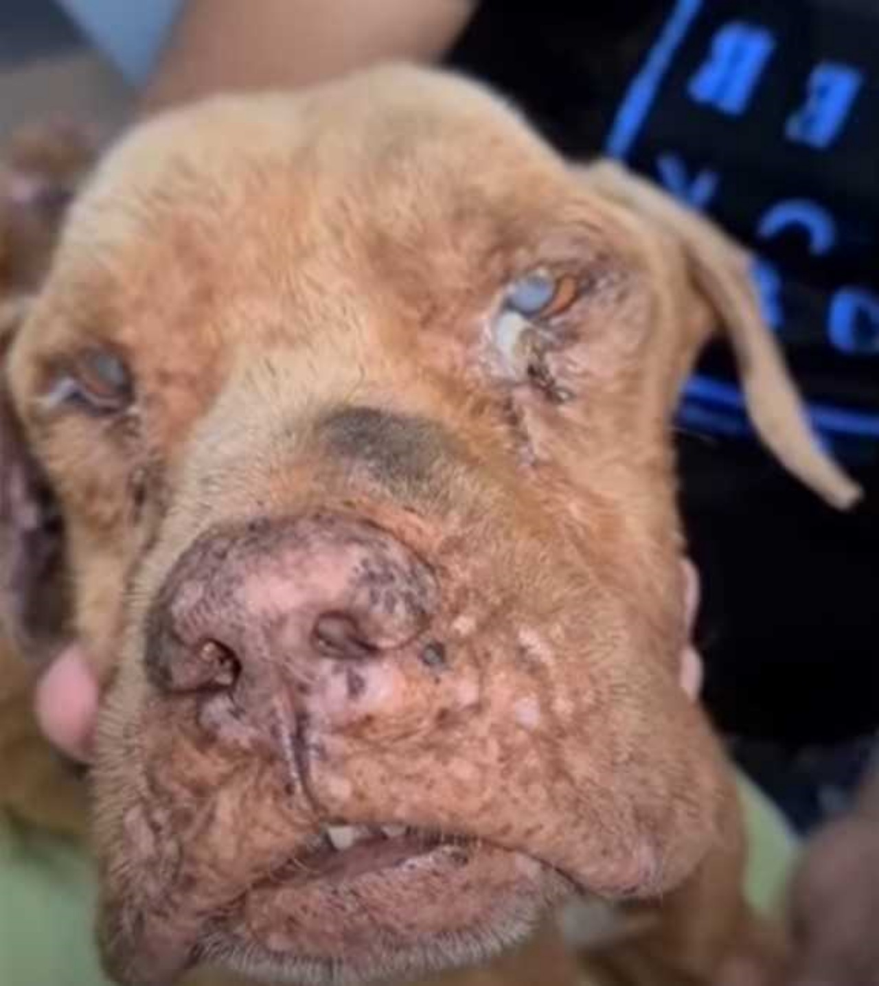 Cane abbandonato alla stazione di servizio