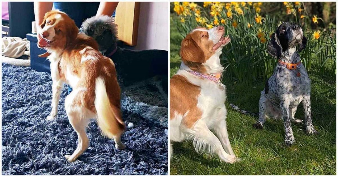 Cane con malformazioni trova l'amore