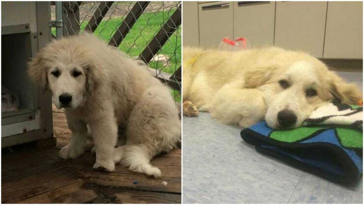 Cane da Montagna dei Pirenei con una zampa deforme