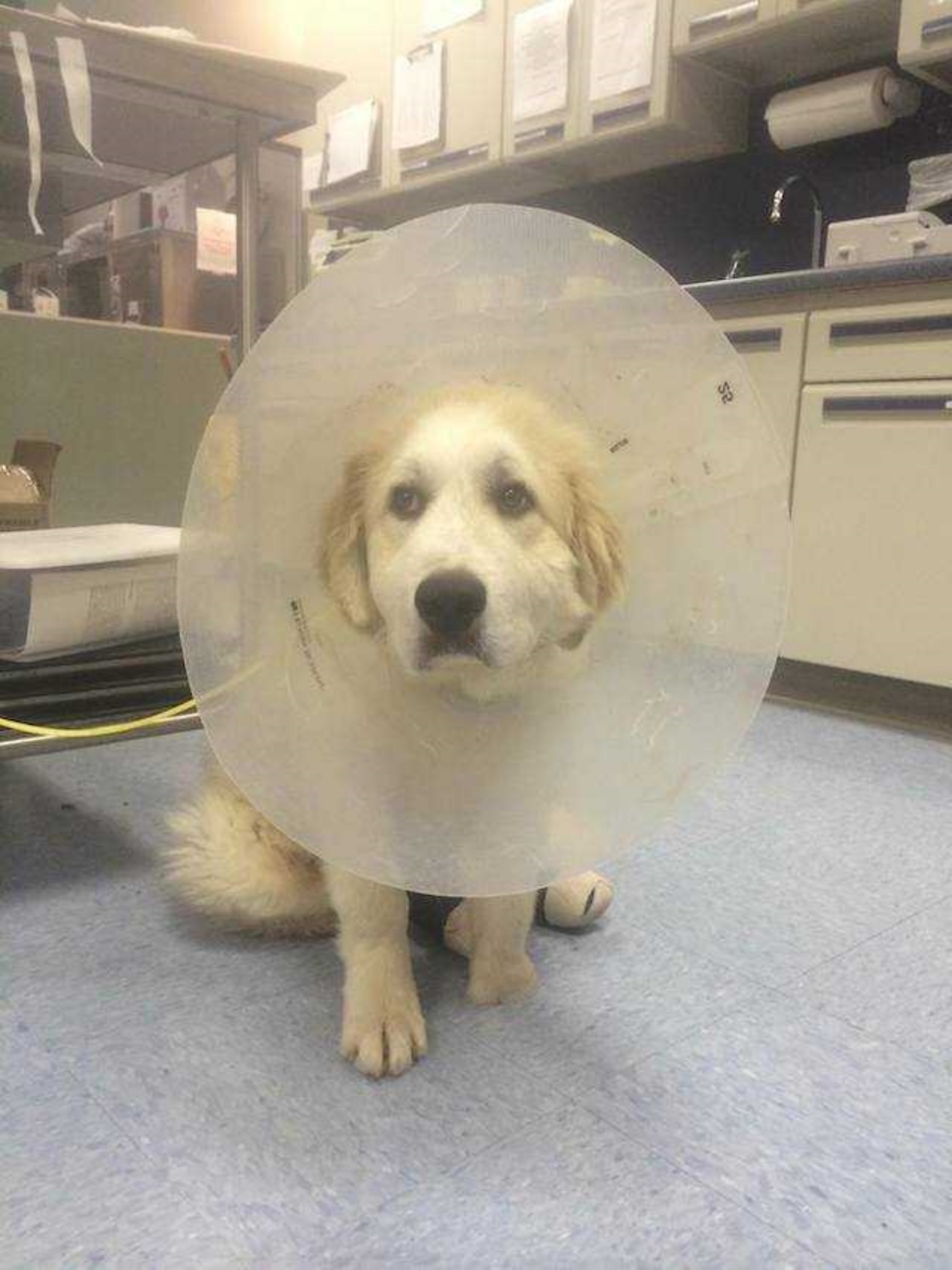 Cane da Montagna dei Pirenei con una zampa deforme