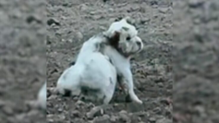 Cucciolo con una corda al collo