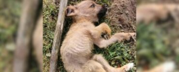 Cucciolo abbandonato in una discarica