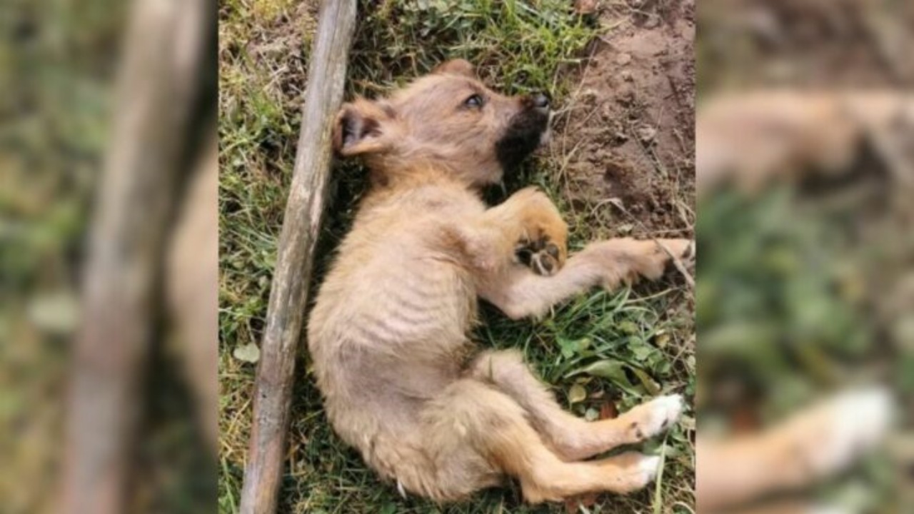 Cucciolo abbandonato in una discarica