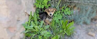 Cucciolo abbandonato in un villaggio