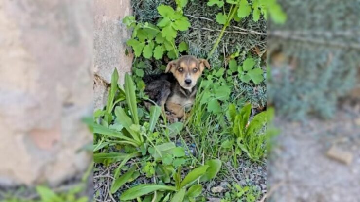 Cucciolo abbandonato in un villaggio