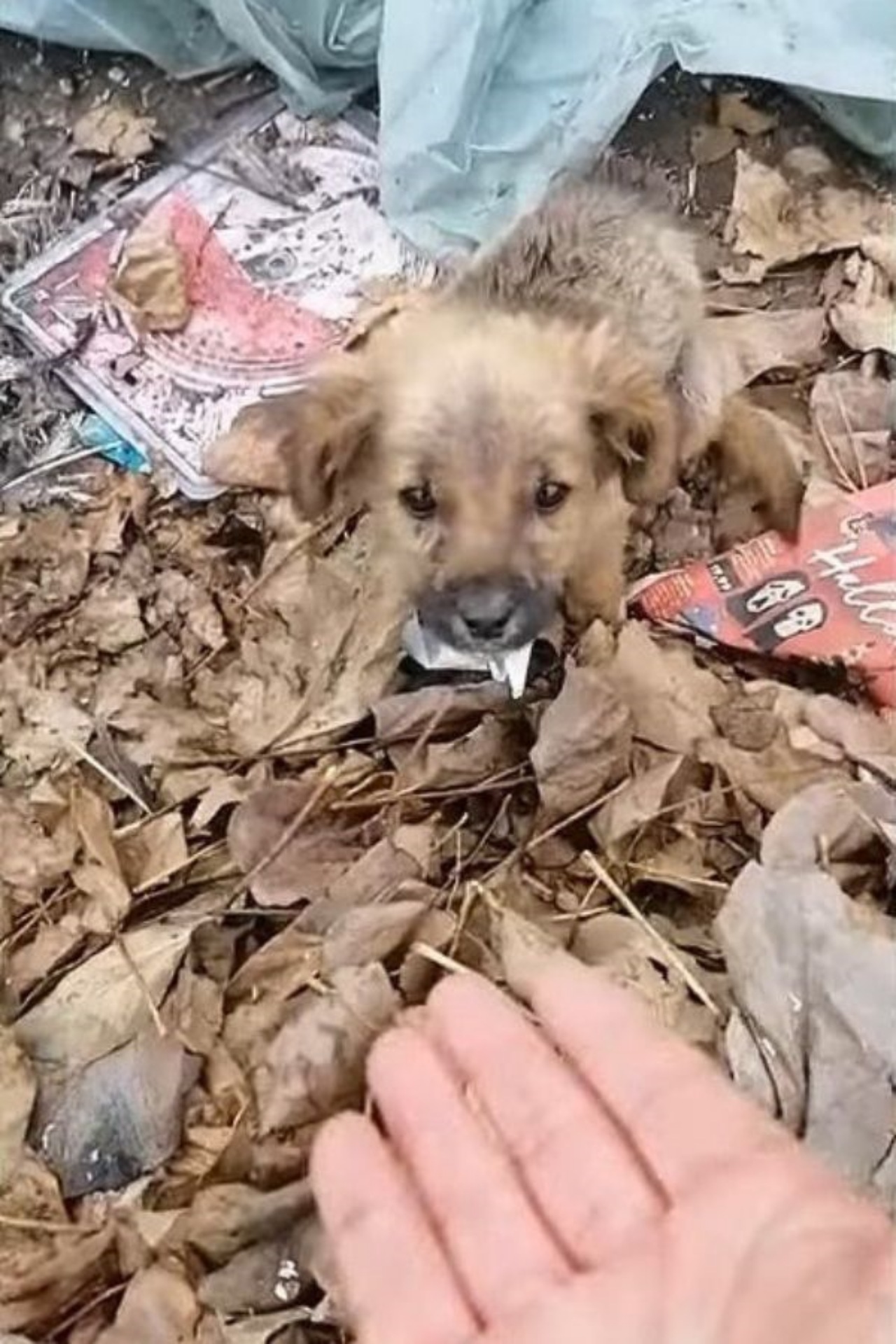 Cucciolo abbandonato in una discarica