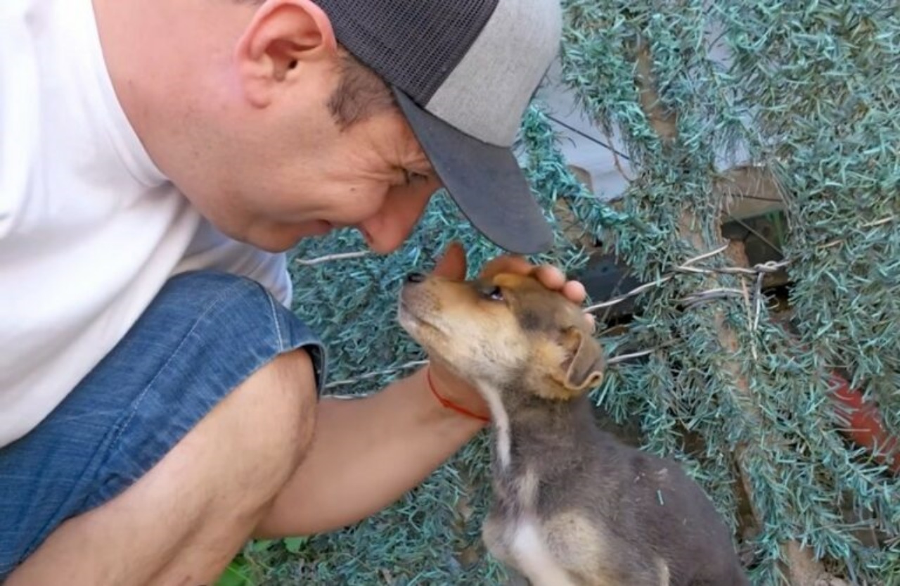 Cucciolo abbandonato in un villaggio