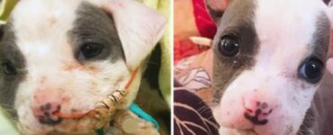 Cucciolo di Pitbull trovato in cantiere