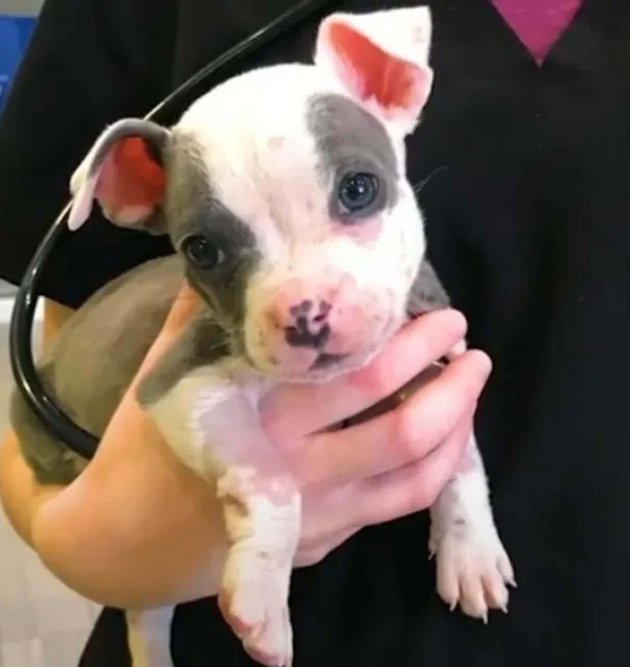 Cucciolo di Pitbull trovato in cantiere