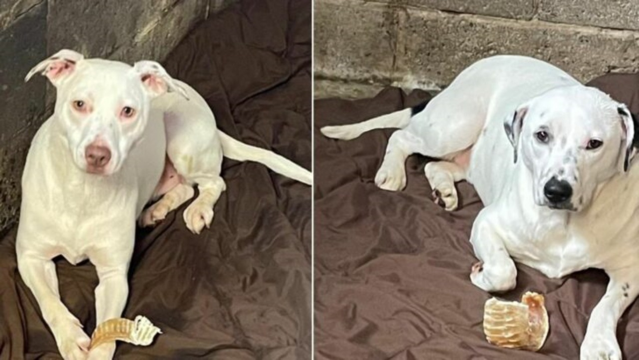 Due cuccioli compiono un anno in rifugio