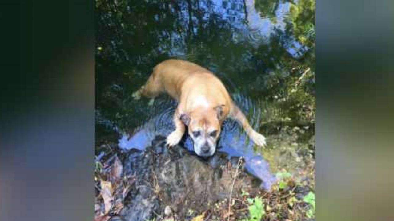 Escursionisti trovano un cane smarrito