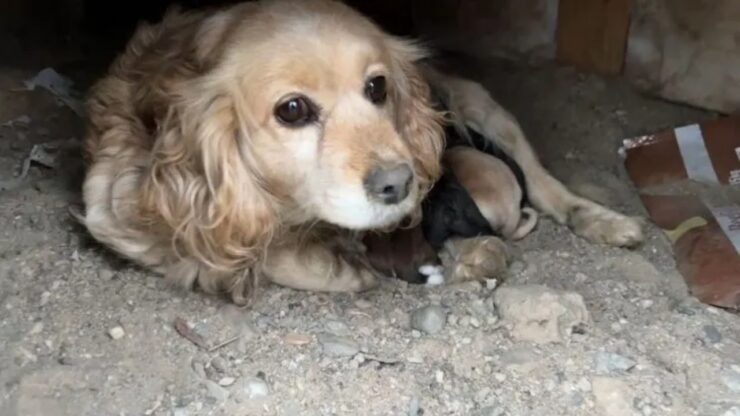 Famiglia di cani abbandonata