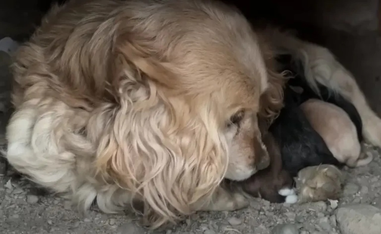 Famiglia di cani abbandonata