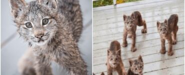 Famiglia di linci fa visita ad un residente dell'Alaska