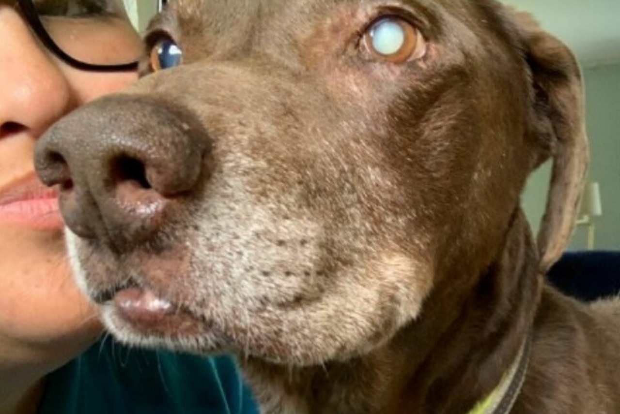 Labrador anziano adottato per 28 giorni