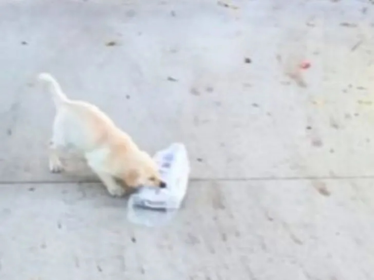 Labrador corre a prendere il giornale