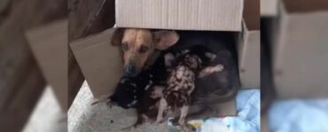 Mamma cane protegge i suoi piccoli