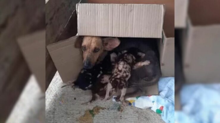 Mamma cane protegge i suoi piccoli