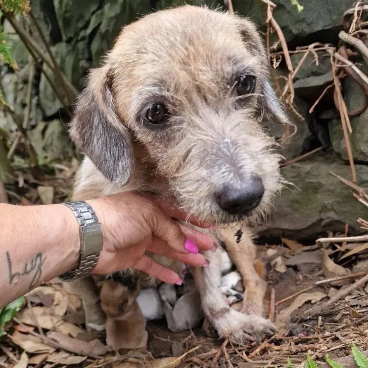 Mamma cane nasconde i cuccioli nel cespuglio