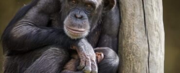 Mamma scimpanzé non lascia il suo cucciolo