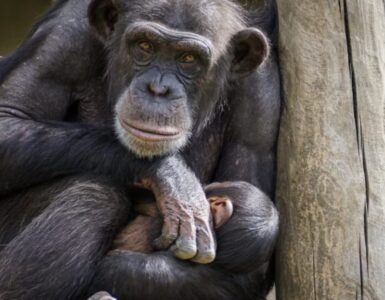 Mamma scimpanzé non lascia il suo cucciolo