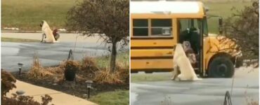 Mastino accompagna i bambini a scuola